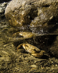 [:b:]Reflection crab[:/b:] by Francesco Pacienza 